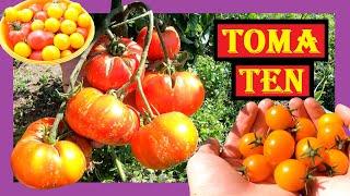 Tomaten anbauen im Freiland  Komplette Saison  Tipps und Tricks beim Tomaten Pflanzen im Garten