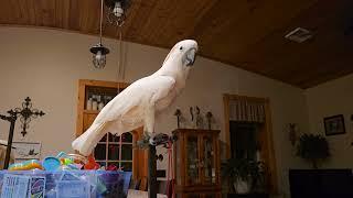 Morning Antics With A Cockatoo