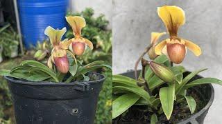 Does anyone love helen's slipper orchid