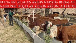 MANA SIZ IZLAGAN ARZON NARXLARDA BUQALAR NASILDOR BUQALARNI NARXLARI KESKIN ARZONLAB KETDI