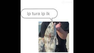 Turi ip #fishing #blackdrum #saltwater #Shorts