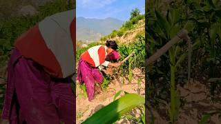 daily life in Nepal village #shorts #nepalivillage #youtubeshorts