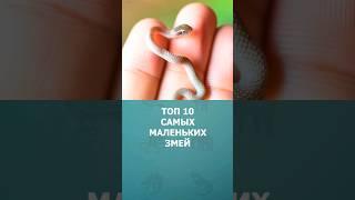 Топ 10 самых маленьких змей #змеи #шортс #топ10 #shorts #комарик