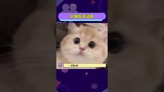 #小猫生活法則與其精神內耗自己，不如發瘋外耗他人