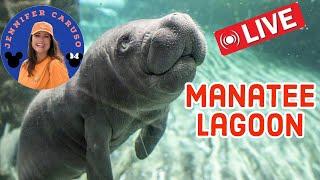 LIVE Manatee Lagoon West Palm Beach Florida