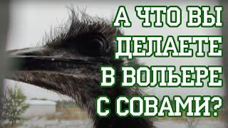 Хватит стрессировать сов!