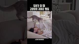 집사가 잠든사이 고양이는