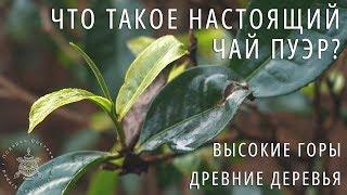 ЧТО ТАКОЕ НАСТОЯЩИЙ ЧАЙ ПУЭР? Ч.1: Растение, Терруар. Фильм Про Чай Пуэр. Путешествие по китаю.