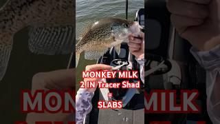 MONKEY MILK Magic! SLAB Crappie SMASH My 2” Shad | Best Crappie Bait 2025!