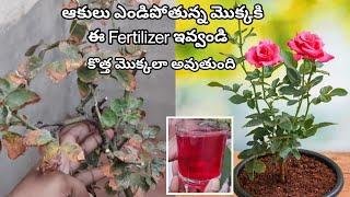 Leaf Burn |Rose plant Care| 100%Results | Plant Juice | Nutrients Tonic | #jasmine #Mulberry #rose