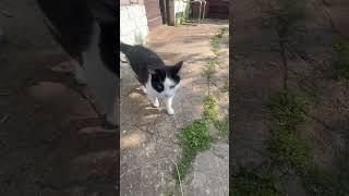Утро в деревне.