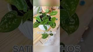 5 House Plants That Are Toxic To Cats | CatManJohn