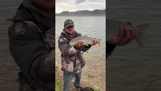 Here Is Seven Fishing At Beautiful 11 Mile Reservoir: Lake George, Colorado: #fishing #shorts #fun