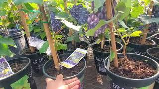 Different kinds of fruit trees with affordable price | Gina in TEXAS