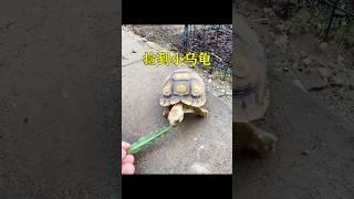男孩救了一窩小烏龜，養大後變成巨無霸但特別親人。 #animals #pets #cute #shorts