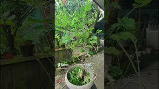 Acacia Bonsai : E01 Defoliating