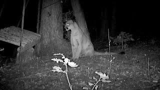 Mountain lion pushes swing and discovers physics.