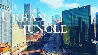 Urban Jungle 4k With Piano Music