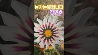 #장민호#남자는말합니다 #가자니아#국화과#드래곤나인j7w