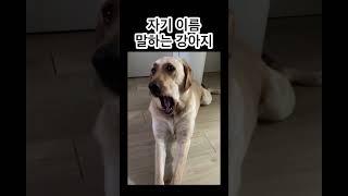 이름 말하는 강아지 레오? 생각보다 동굴저음ㅋㅋㅋㅋ #labradorretriever #래브라도리트리버 #레오의육아일기 #대형견