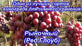 Рыночный (Ред Глоуб) - виноград для зимнего хранения.