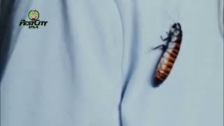 Bed bug exterminator Detroit Michigan