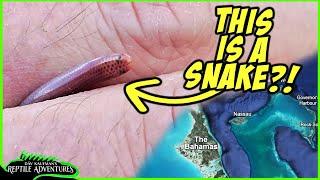 I FOUND THE WEIRDEST SNAKE IN THE BAHAMAS! Bahamas herping adventure!