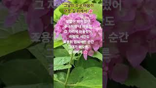 "수국길,마음이 걷는길"#수국길 #박서진#공주에서#그리움의길 #감성숏츠#공주여행#수국 #꽃과기억#마음풍경#여름정원 #힐링영상#감성산책#수국영상#shorts#공감글귀#꽃영상#꽃