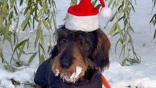 Dachshund Teddy - Santa's Cutest Reindeer 