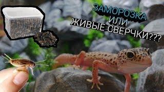 ЗАМОРОЗКА ИЛИ ЖИВОЙ КОРМ ??? КАК ЧАСТО КОРМИТЬ ЭУБЛЕФАРА ?