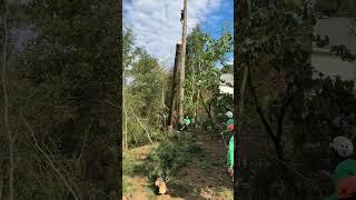 Jireh Tree Services Landscaping