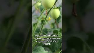 cara mencegah busuk pantat pada tomat #blossomendrot #budidayatomat #tanamantomat