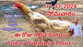 11 November 2024 Today Winning Colours#kukkutasastram  @SrinuGariFarms   @SrinuGaruSGF