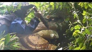 CẬN CẢNH BẮT "MẬT ONG KHOÁI TRONG RỪNG" | TÂY BẮC DISCOVERY