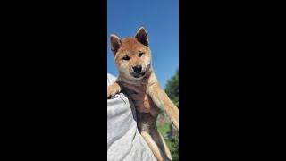 Shiba dad and daughter .