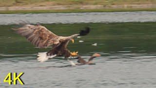 Seeadler schlägt Graugans und bringt die Beute zum Nest-Juni 2022 -- Greylag Goose as prey for Eagle