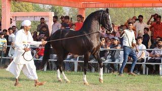 Marwari Stallion Ring video - Team Gujarat horse show  - Marwari horse video  || The Horses Of India