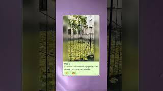В Питере девушка наткнулась на цветочное СИЗО.Теперь она ведёт репортаж о жизни растений за решёткой