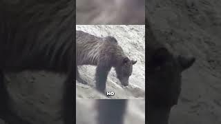 Козлы ПОРВАЛИ Медведя  