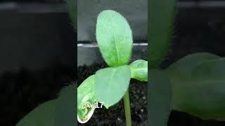 Sunflower Seed Sprouting Time Lapse