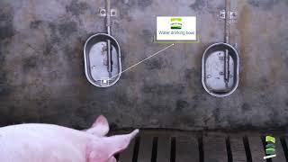 Automatic drinking water system | Modern pig farm