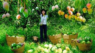 Harvest Mangoes Goes To  Market Sell, Dig Soil, Plant Peanuts, Care For Animals| Tieu Lien Harvest.