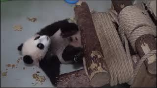 Я не Слушаюсь, мама СердитСя МосковскиЙ зооПаркbaby Panda MOScow zoo