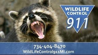 Wildlife Control 911 | Saline MI Pest Control