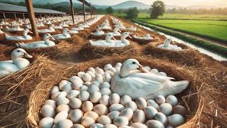 How to Raise Organic Ducks for Business - Organic Duck Eggs - Harvest Egg