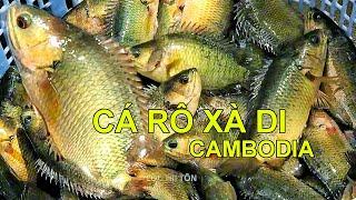 Mùa Nước Nổi Vùng Biên Giới  Quá Khủng Cá Rô Đồng Từ Cambodia Qua