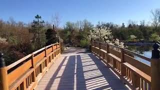 Meijer Gardens Japanese garden walkthrough