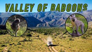 Heading Deep into the Ultimate Baboon, Monkey and Dassie Hunting Paradise!