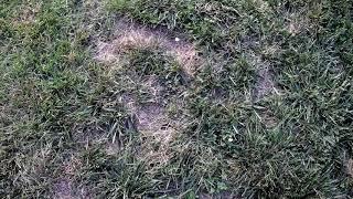Lee's Lawn Care Journey PT 1 - How the lawn looks before we start working hard on it