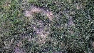 Lee's Lawn Care Journey PT 1 - How the lawn looks before we start working hard on it